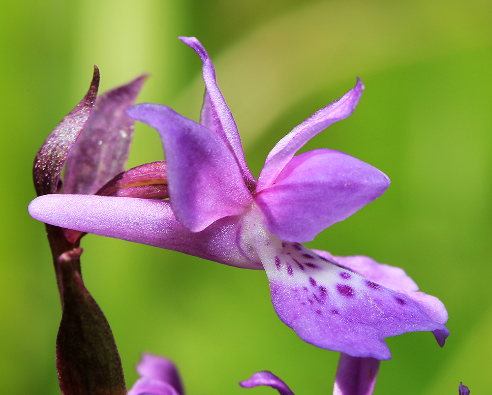 Изображение особи Ponerorchis chusua.