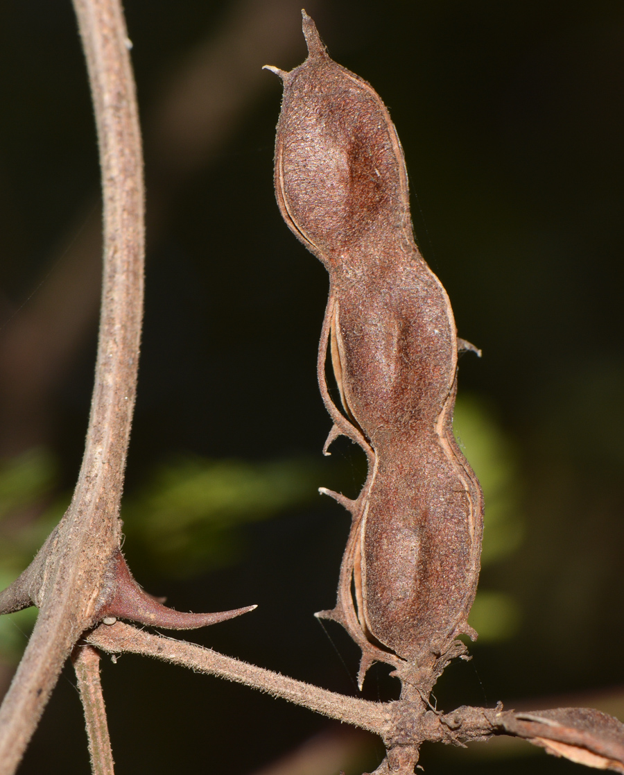 Image of Mimosa aculeaticarpa specimen.