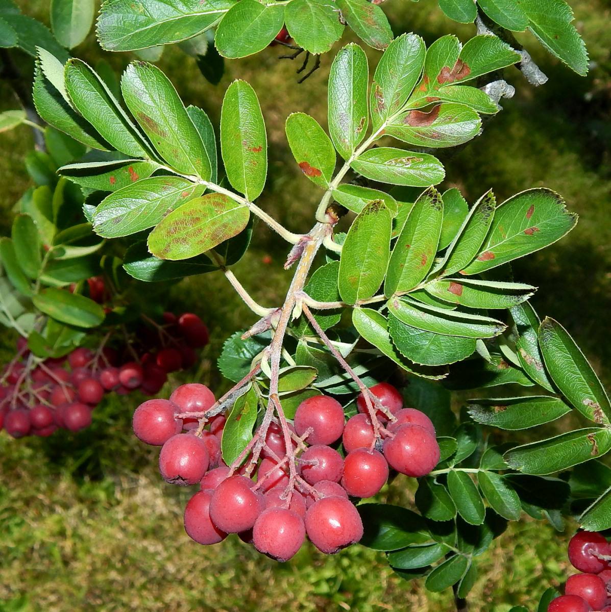 Изображение особи &times; Crataegosorbus miczurinii.