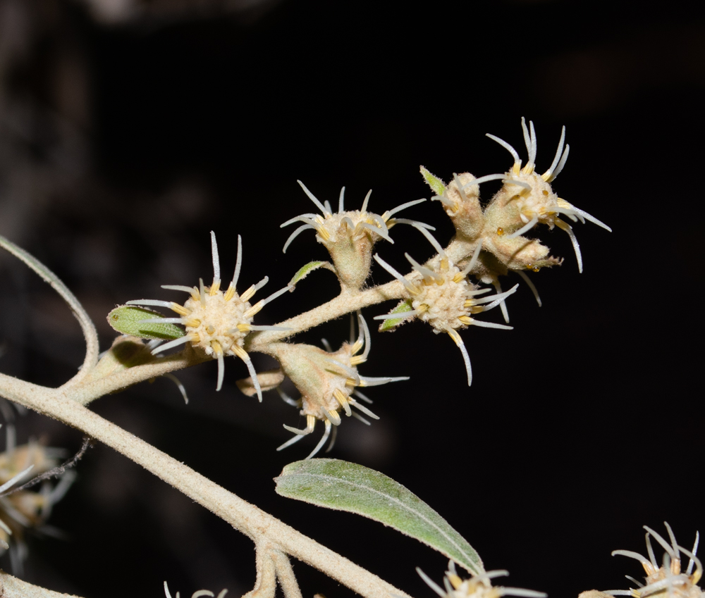 Image of Tarchonanthus camphoratus specimen.