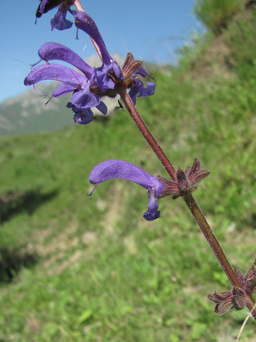 Image of Salvia kuznetzovii specimen.