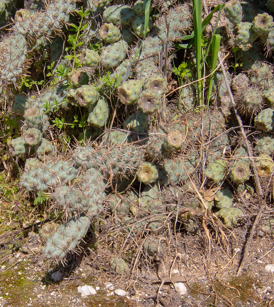 Image of Cylindropuntia cholla specimen.