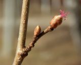 Corylus avellana. Часть ветви с почкой и женским соцветием. Москва, Битцевский лесопарк, в подлеске смешаного елово-дубово-берёзового леса. Апрель 2022 г.