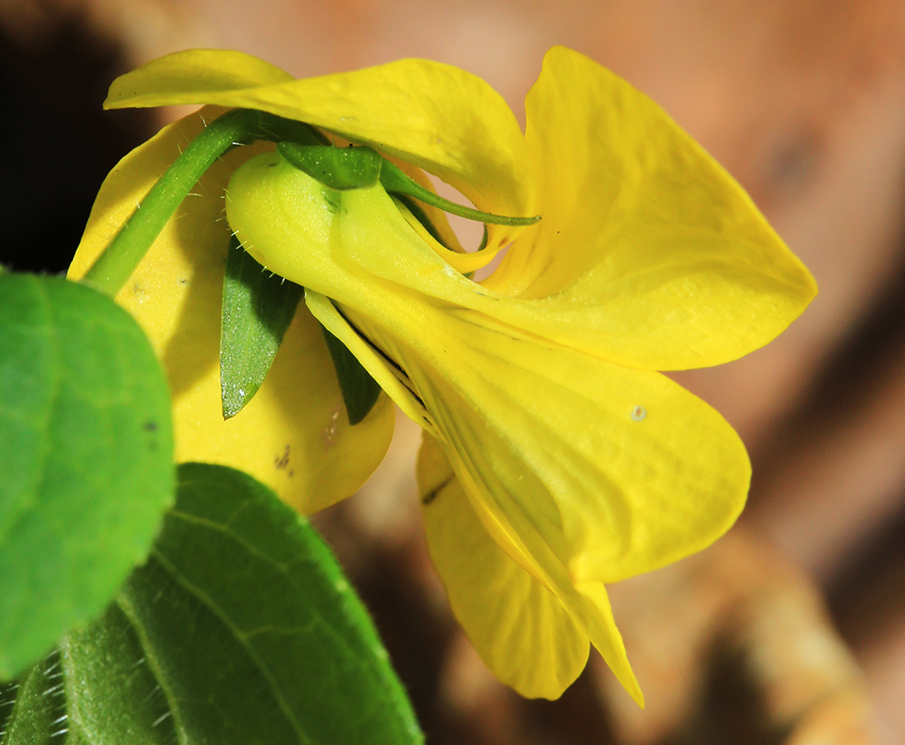 Image of Viola muehldorfii specimen.