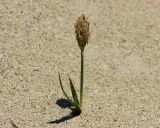 Carex macrocephala