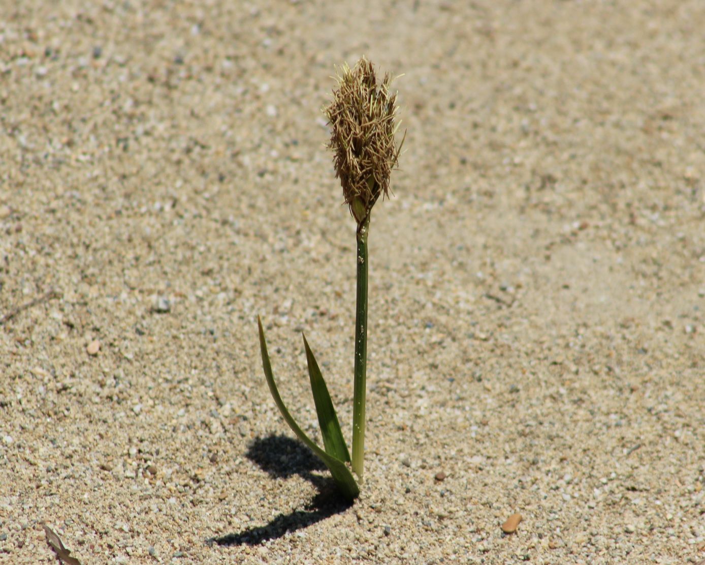 Image of Carex macrocephala specimen.