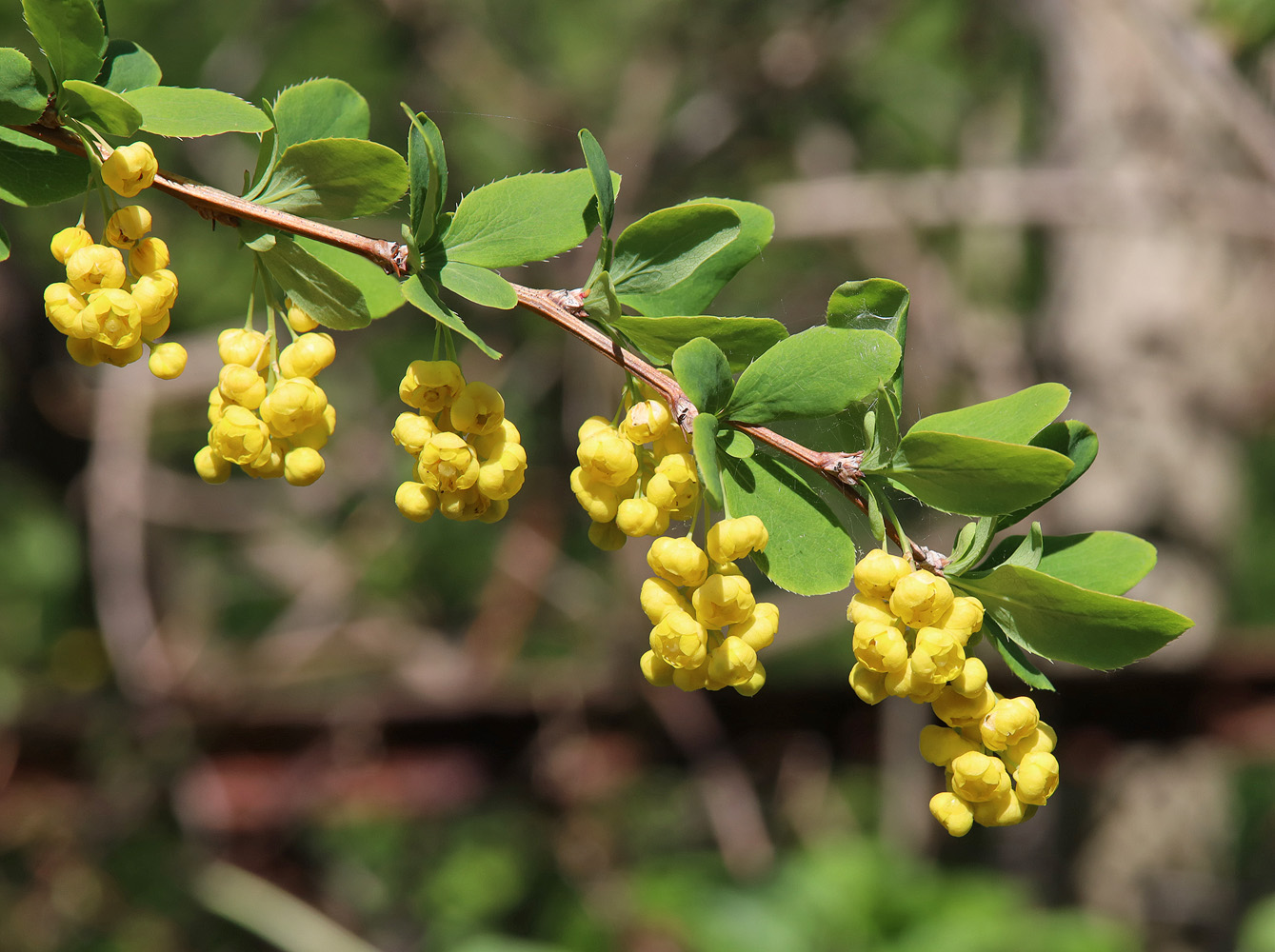 Image of Berberis vulgaris specimen.