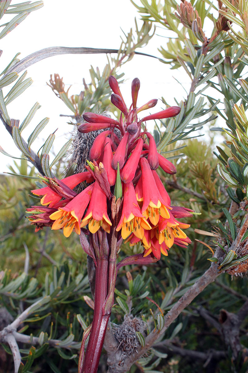 Image of Blandfordia punicea specimen.