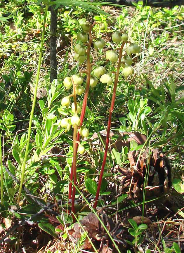 Изображение особи Pyrola chlorantha.