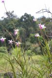 Arundina graminifolia. Цветущее растение. Малайзия, штат Саравак, р-н Bahagian Sibu, Long Murum. 25.04.2008.