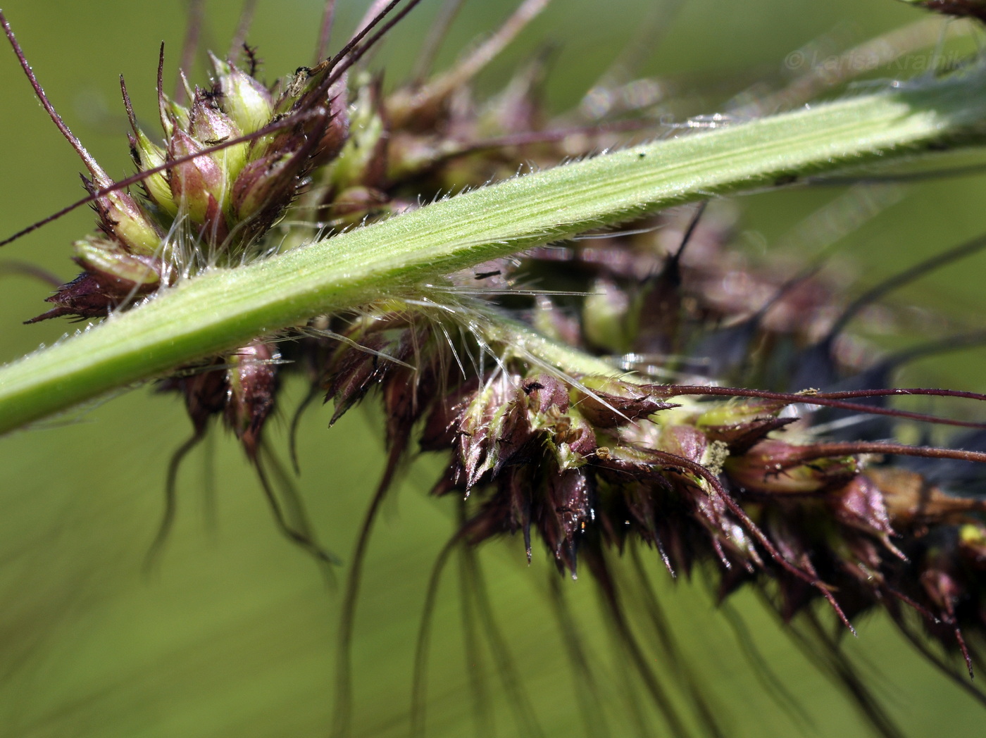 Изображение особи род Echinochloa.