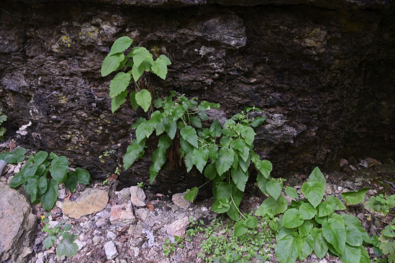 Image of Campanula pendula specimen.