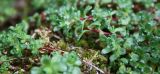 Saxifraga oppositifolia. Вегетативные побеги. Мурманская обл., Восточный Мурман, окр. пос. Дальние Зеленцы, на скалистом склоне у начала дороги на Порчниху. 03.08.2010.