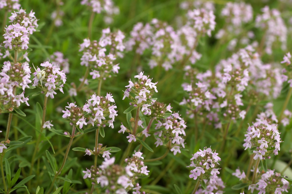 Image of Thymus marschallianus specimen.