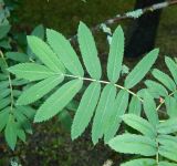 Смотреть изображение Sorbus domestica