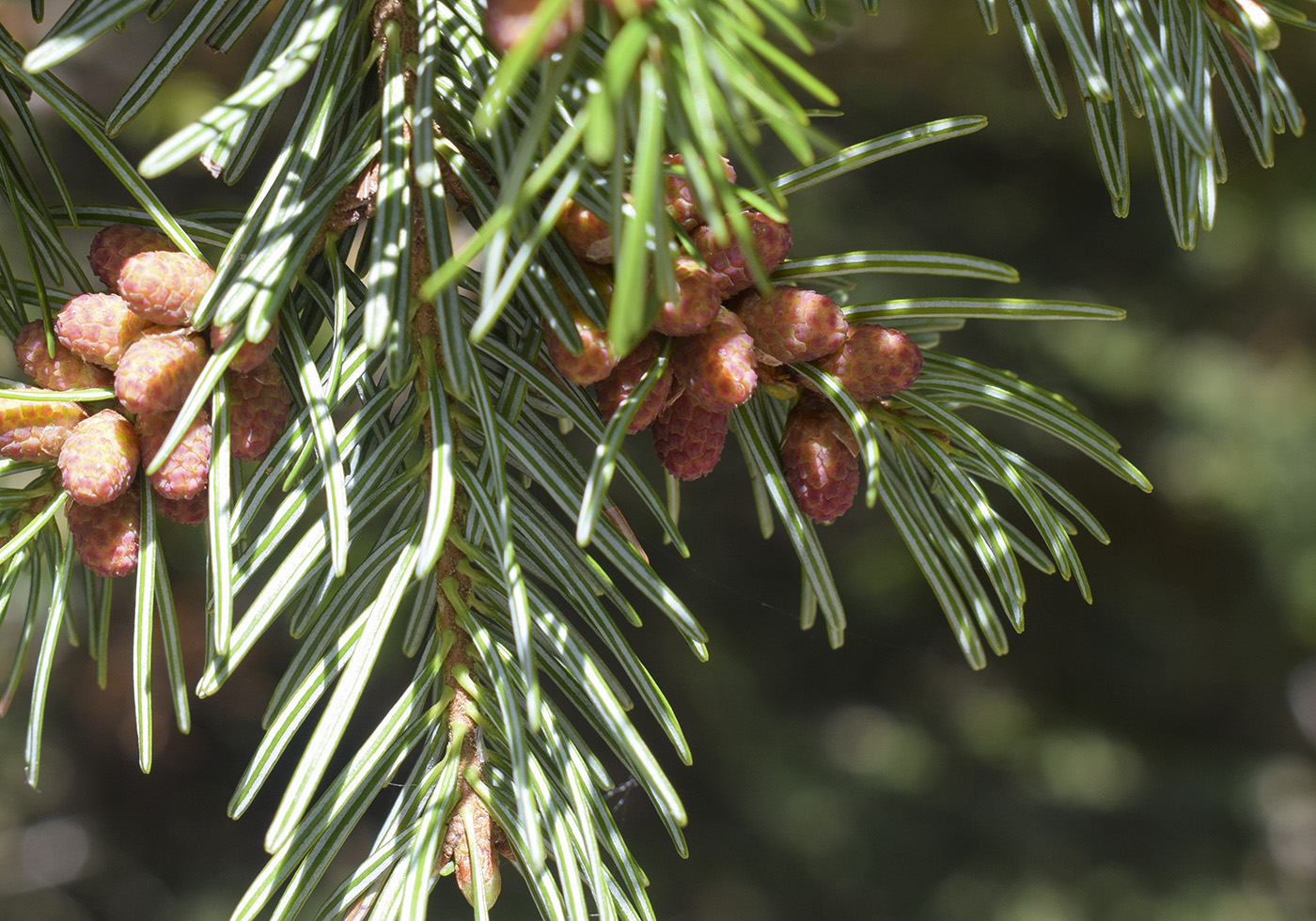 Image of Abies alba specimen.