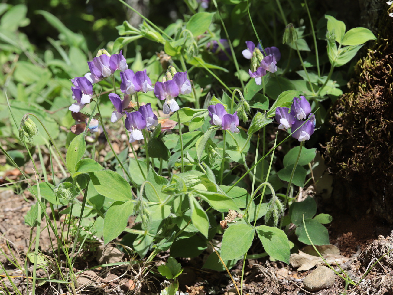 Image of Lathyrus laxiflorus specimen.