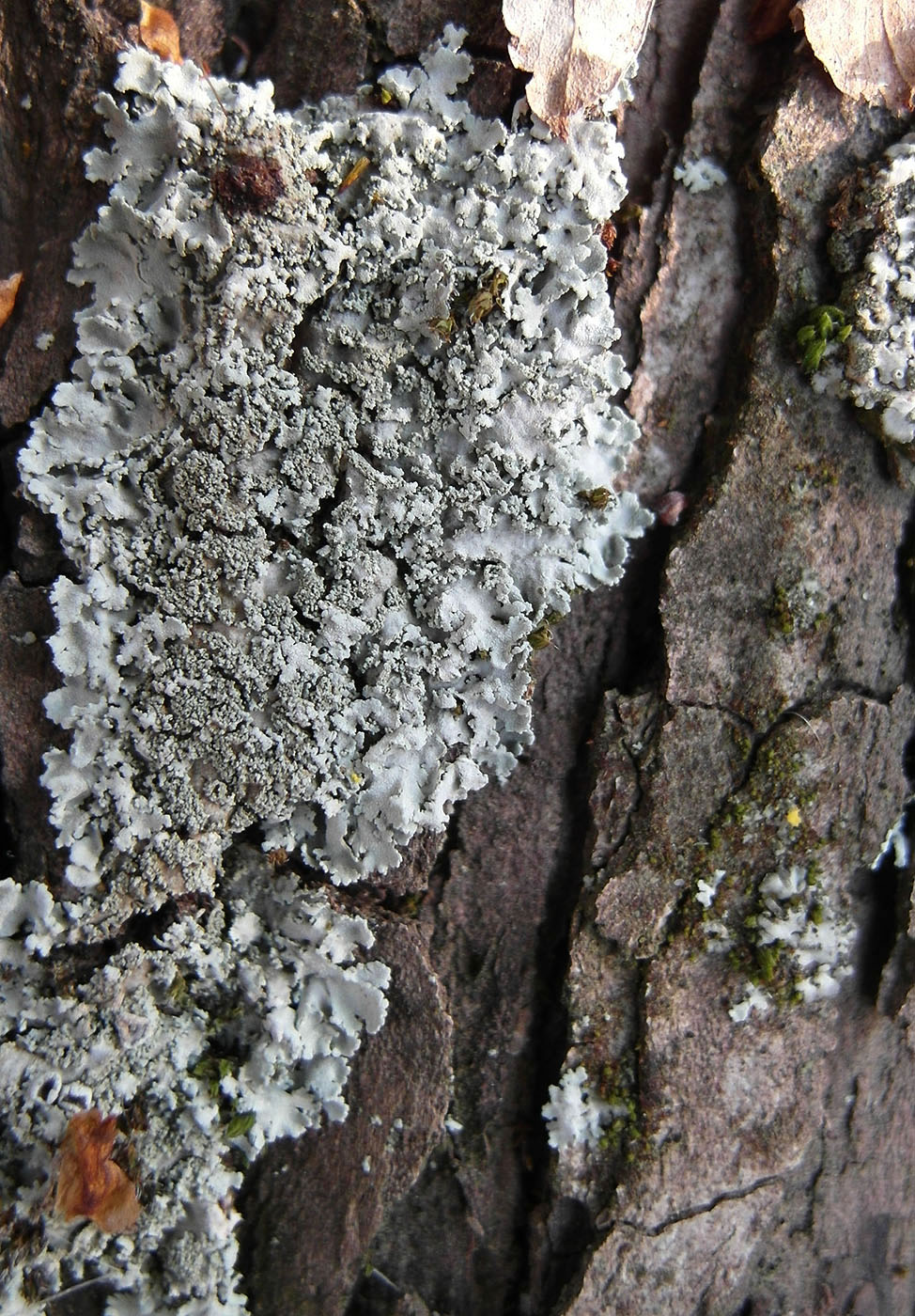 Image of Physcia dimidiata specimen.