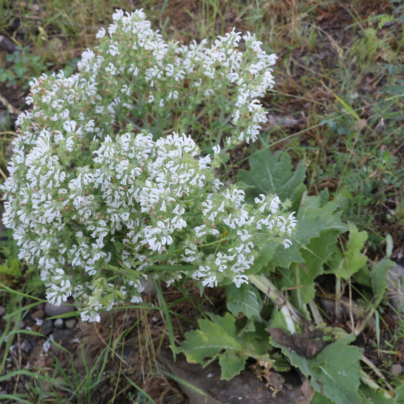 Image of Salvia aethiopis specimen.