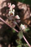 Fallopia convolvulus. Соцветие. Казахстан, Заилийский Алатау, Аксайское ущелье, 1800 м н.у.м. 08.07.2010.