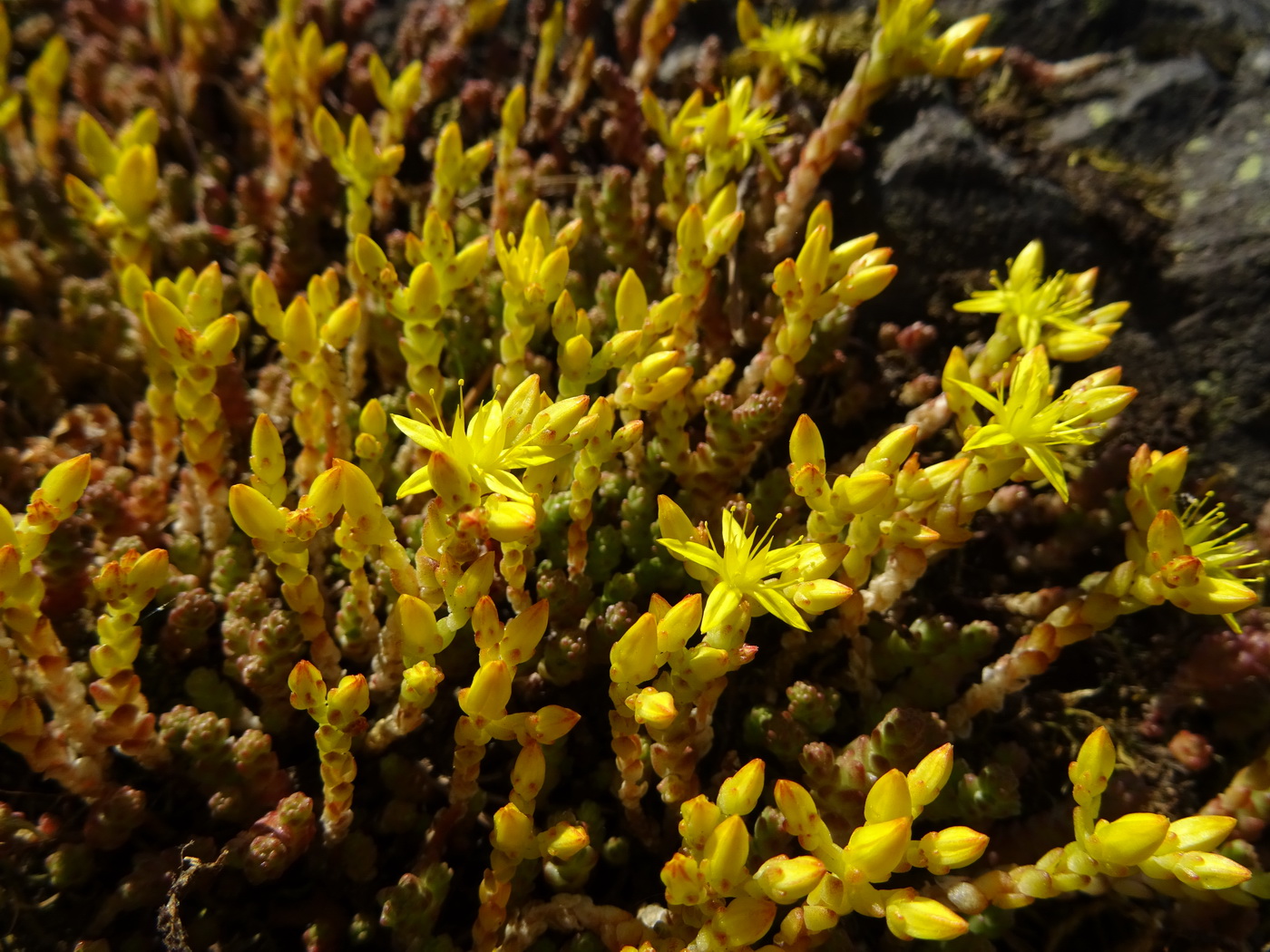 Image of Sedum acre specimen.