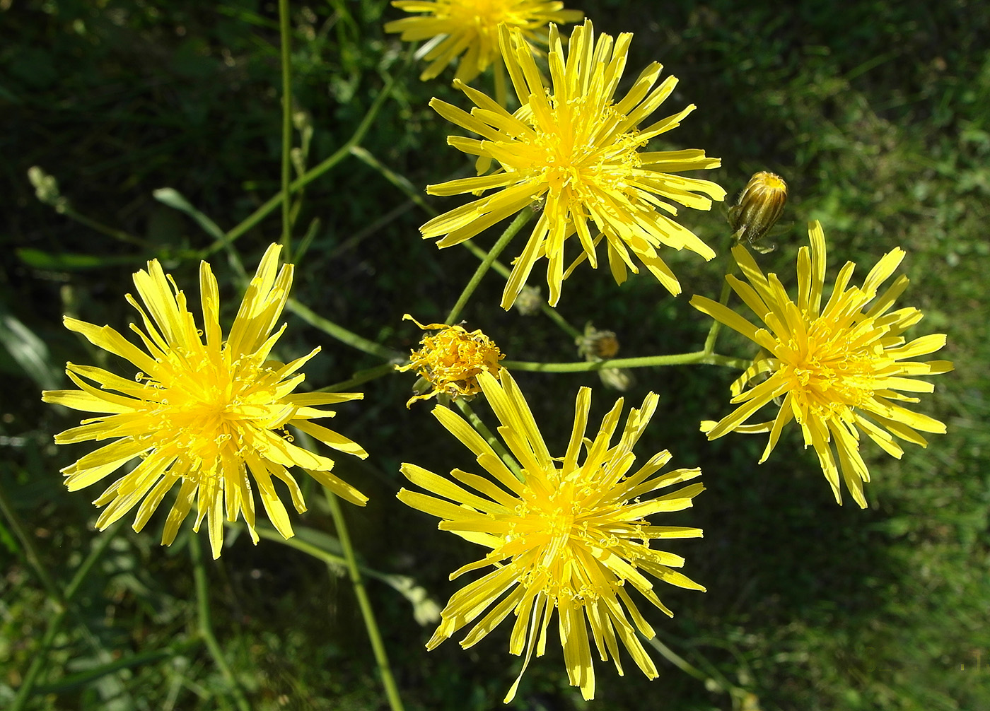 Изображение особи Crepis biennis.