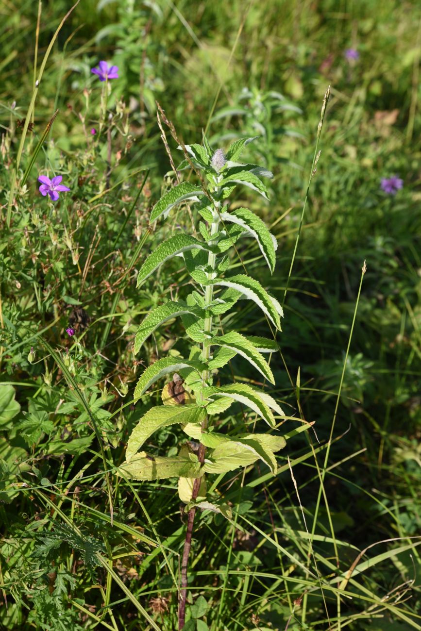 Image of Mentha longifolia specimen.