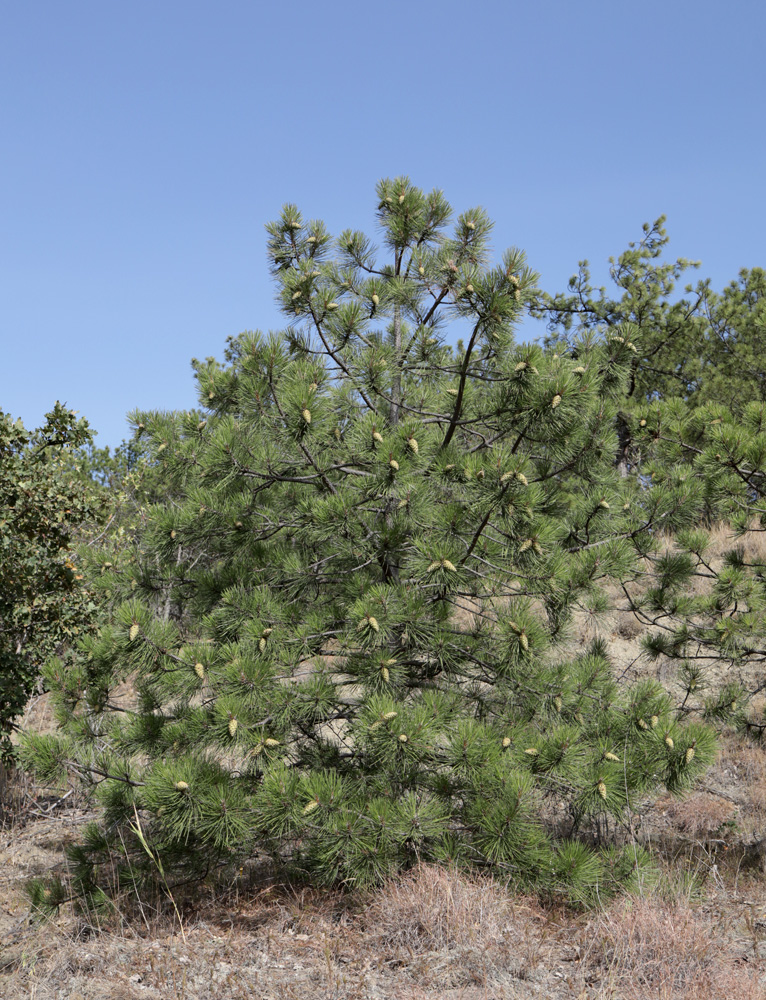 Image of Pinus pallasiana specimen.