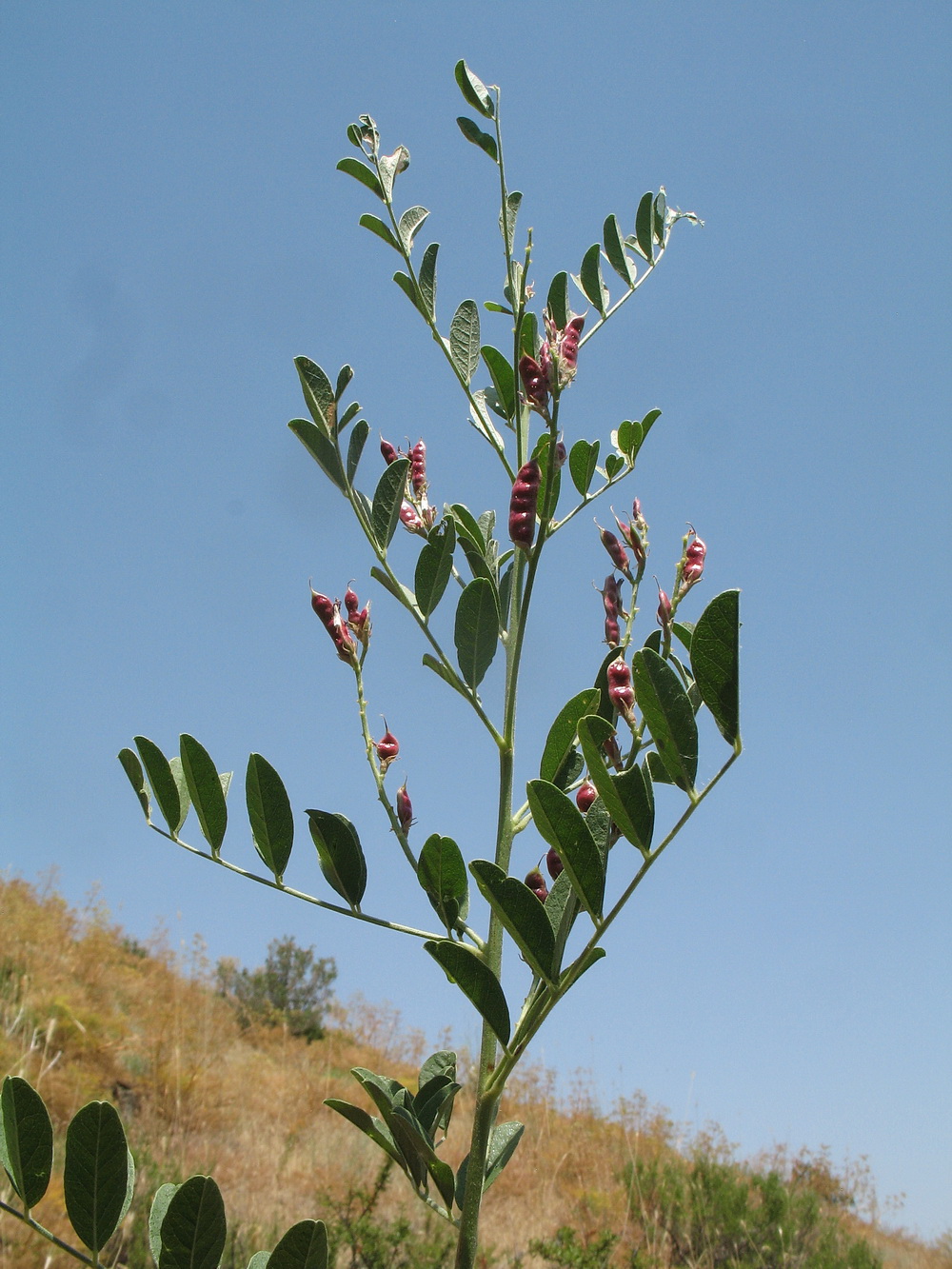 Image of Glycyrrhiza glabra specimen.