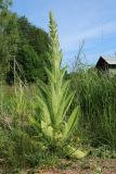 Verbascum thapsus. Растение с развивающимся соцветием. Беларусь, Витебская обл., пос. Езерище, дол. р. Оболь у плотины, нарушенный сырой луг, на участке обнажённого грунта. 16.06.2023.