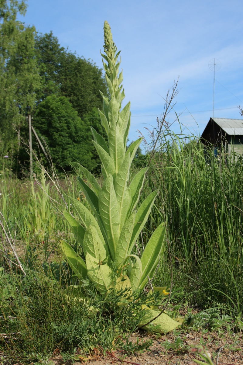 Image of Verbascum thapsus specimen.