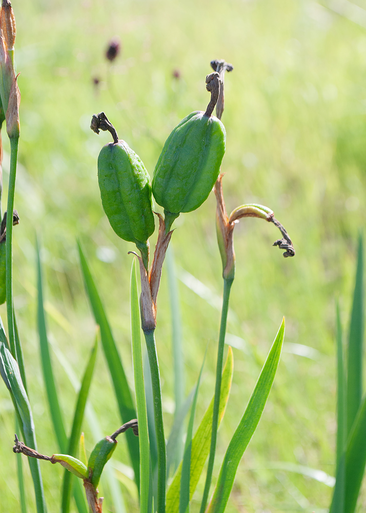 Image of Iris setosa specimen.