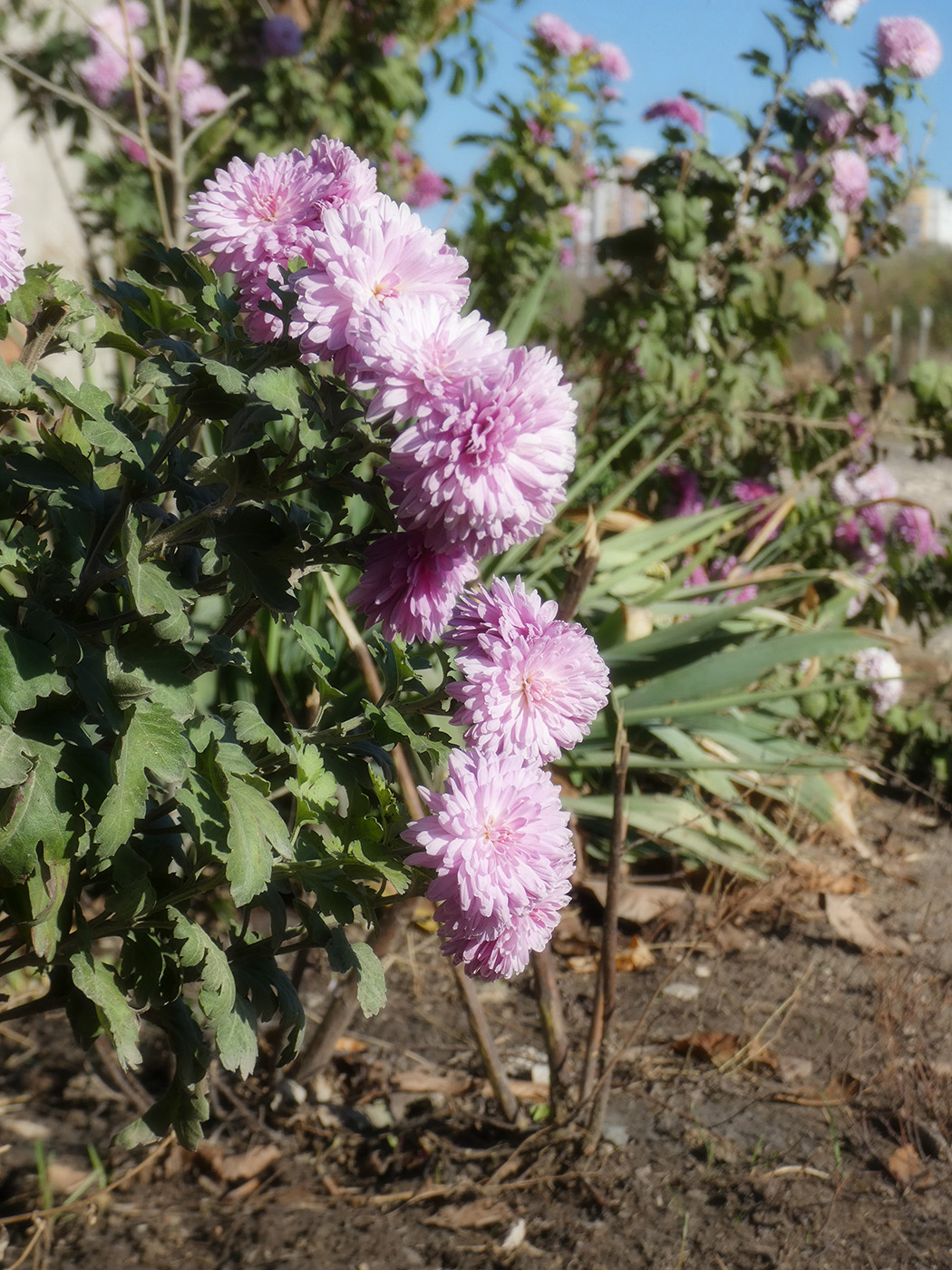 Изображение особи Chrysanthemum indicum.