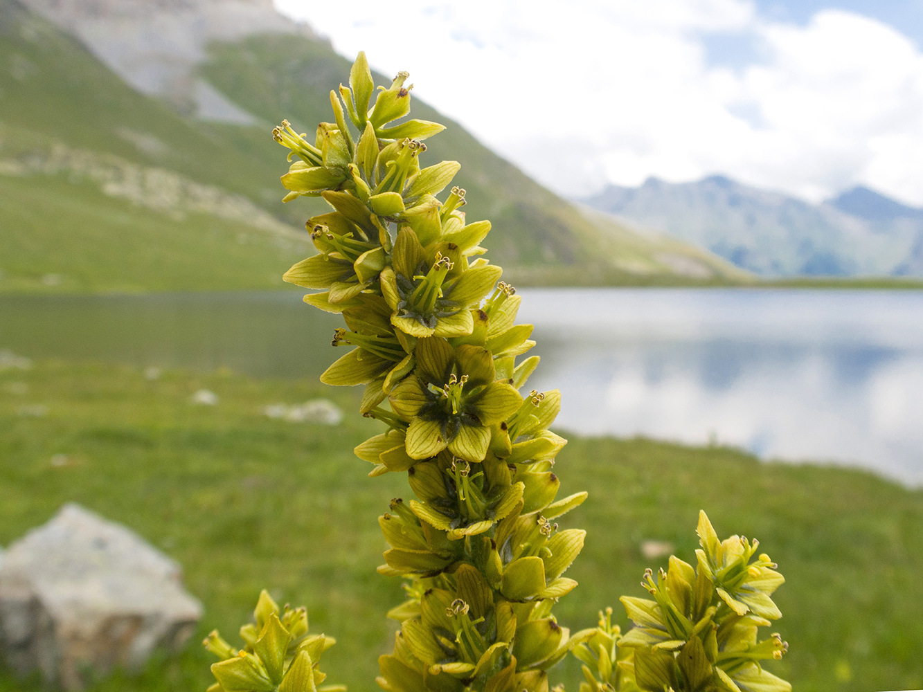 Изображение особи Veratrum lobelianum.