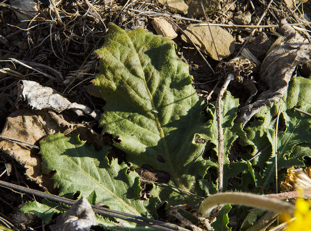 Изображение особи Taraxacum serotinum.