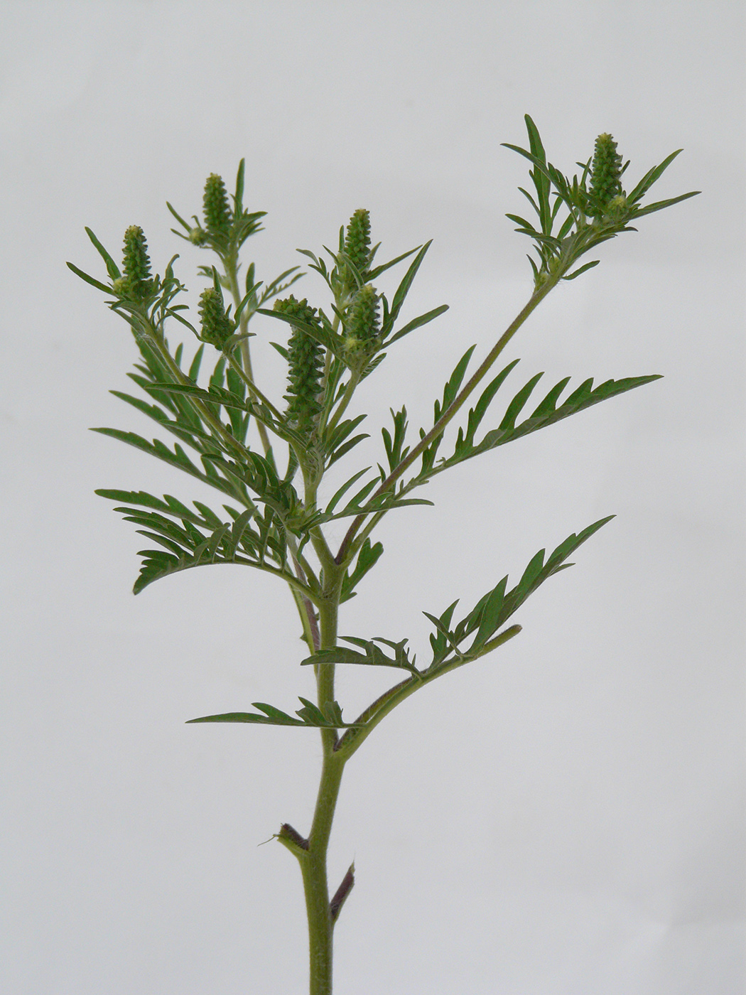 Image of Ambrosia artemisiifolia specimen.