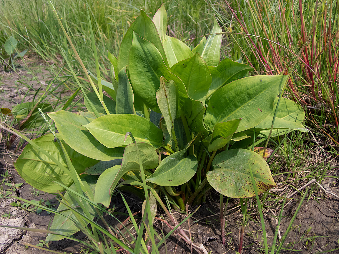 Image of Alisma plantago-aquatica specimen.