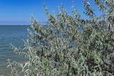 Elaeagnus angustifolia. Ветви плодоносящего дерева. Дагестан, г. Каспийск, каменистый пляж. 31.07.2022.