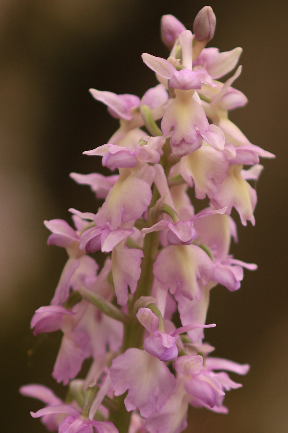 Image of Orchis &times; loreziana specimen.