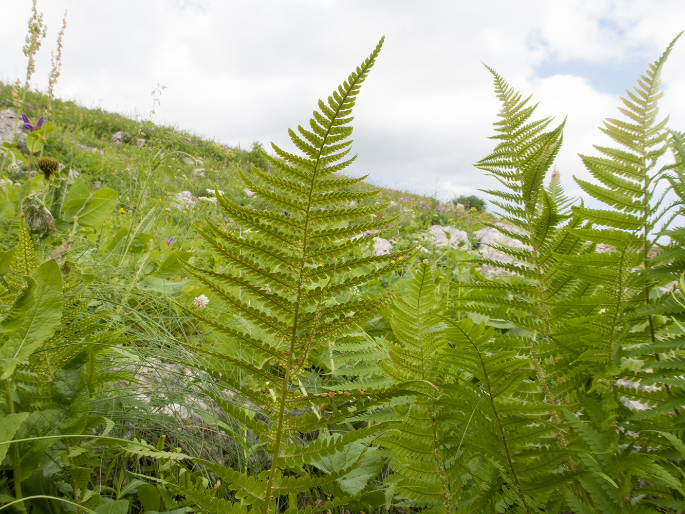 Image of Dryopteris oreades specimen.