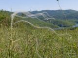 Stipa pulcherrima. Верхушка плодоносящего растения. Краснодарский край, м/о г. Новороссийск, склон горы Херсонка, остепнённый луг. 10.05.2024.