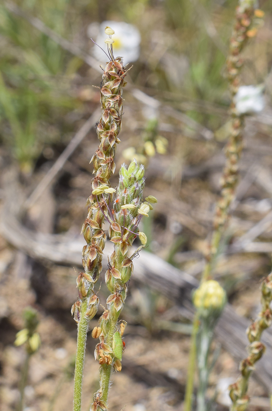 Image of Plantago albicans specimen.