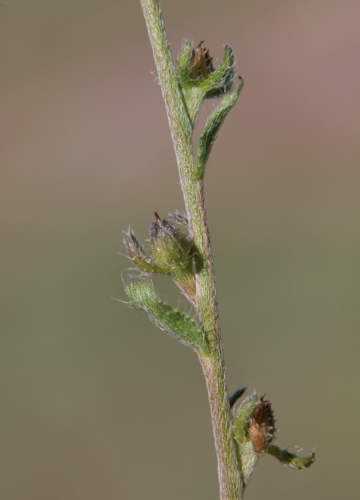 Image of Lappula microcarpa specimen.