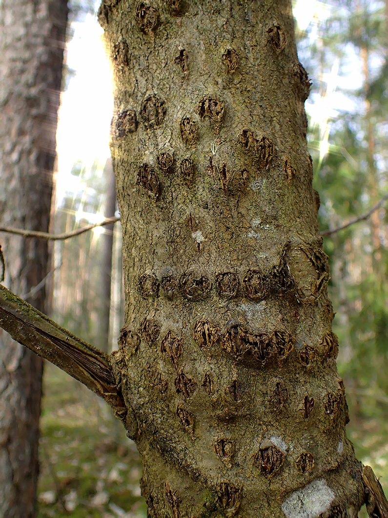 Image of Quercus rubra specimen.