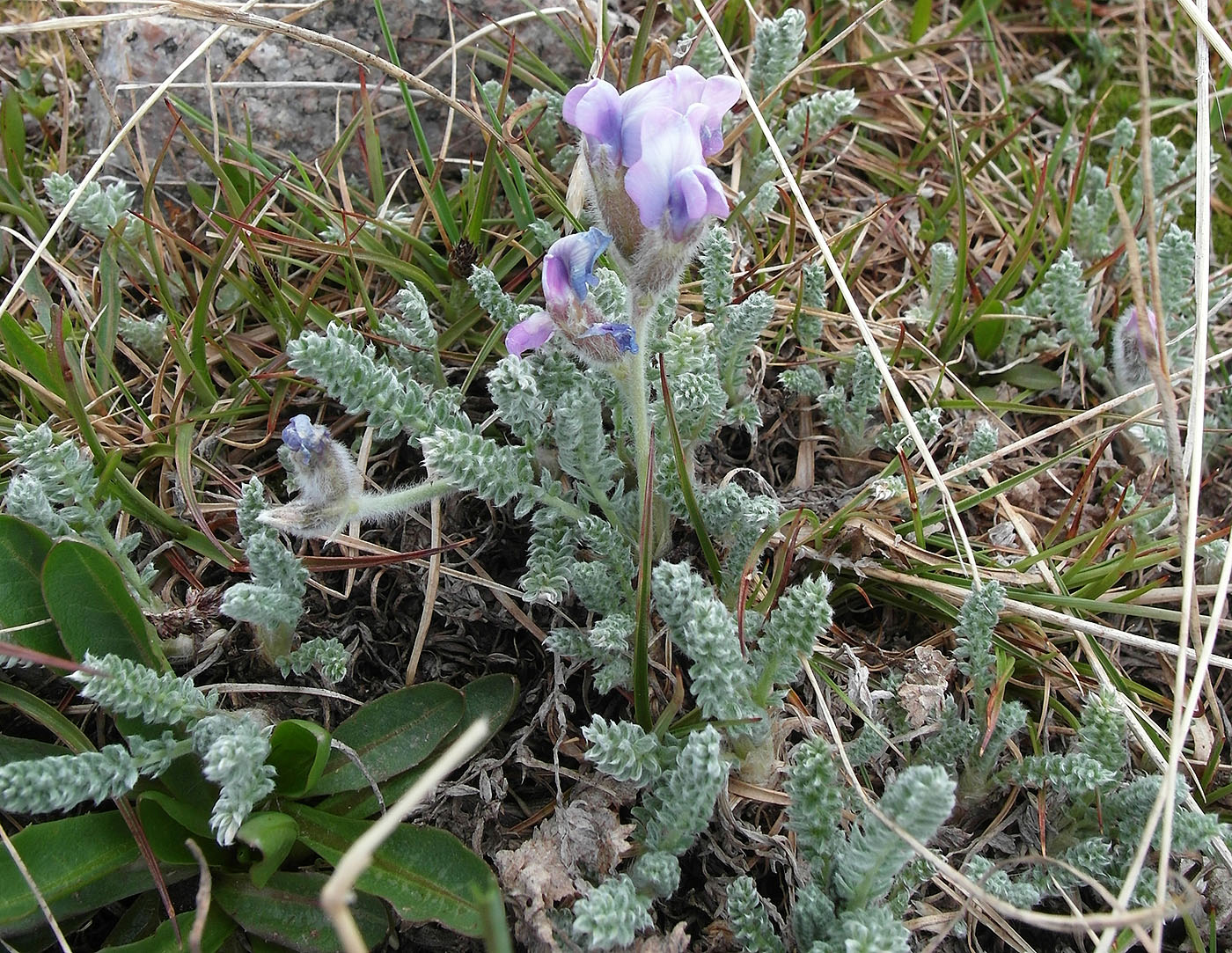 Image of Oxytropis chionobia specimen.