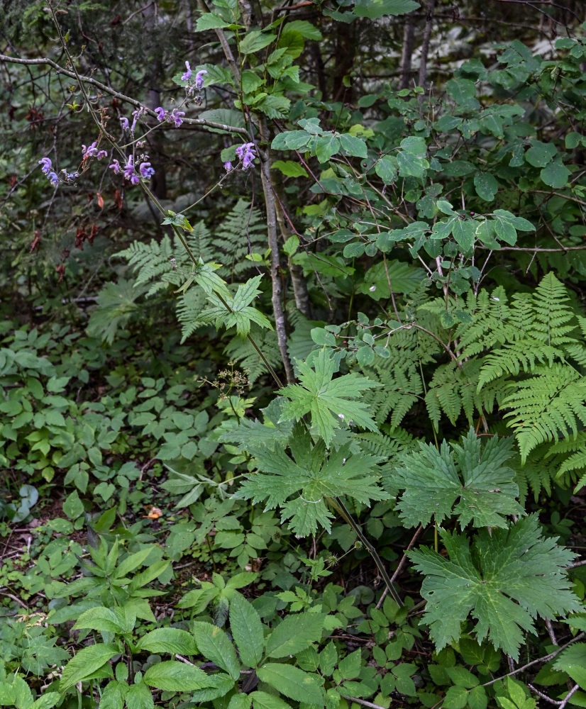 Изображение особи Aconitum septentrionale.