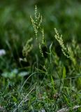 Rumex acetosella