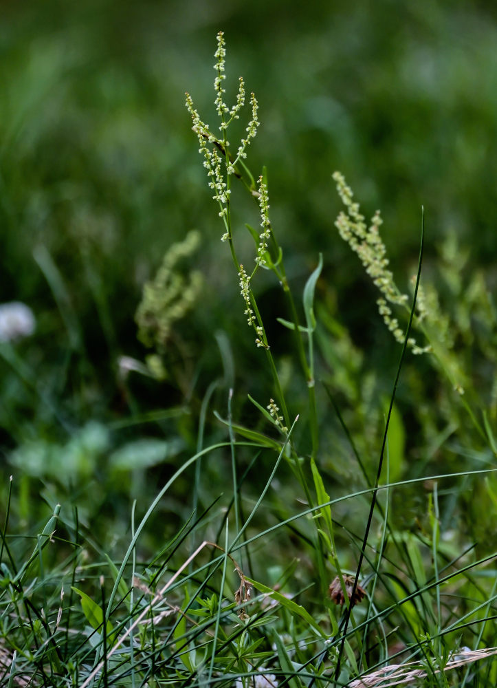 Изображение особи Rumex acetosella.