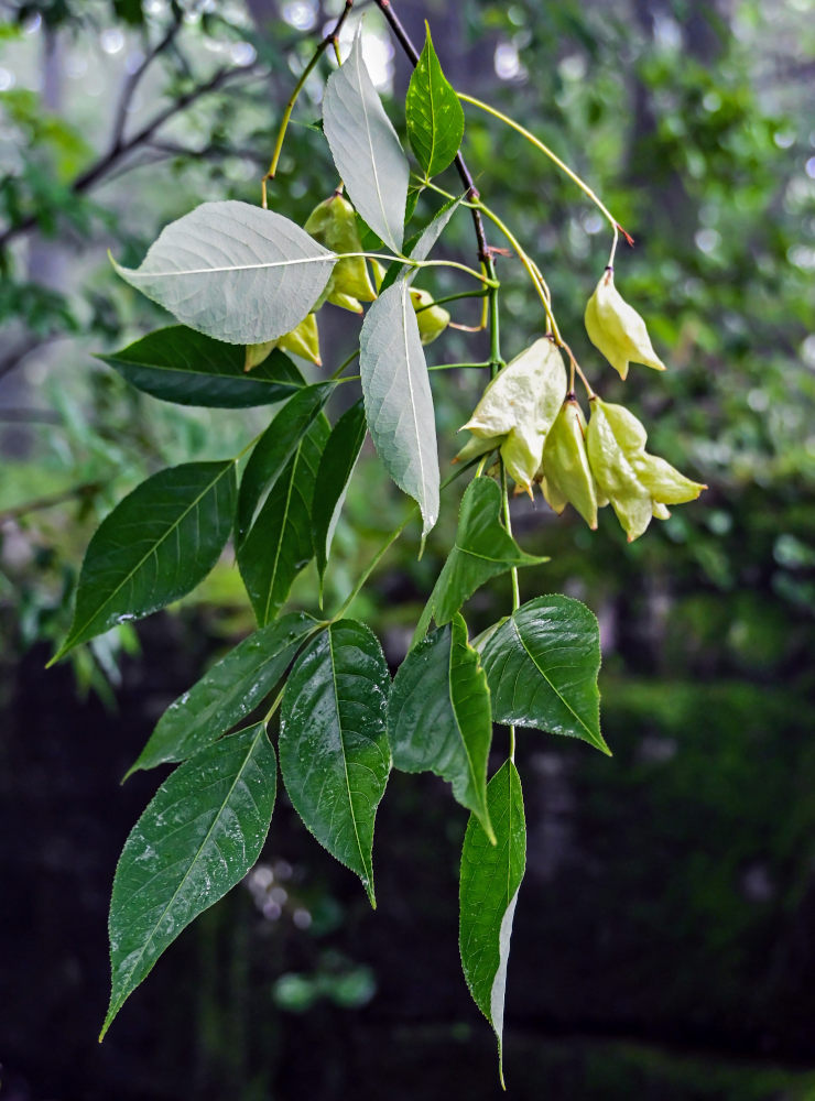 Image of Staphylea bumalda specimen.