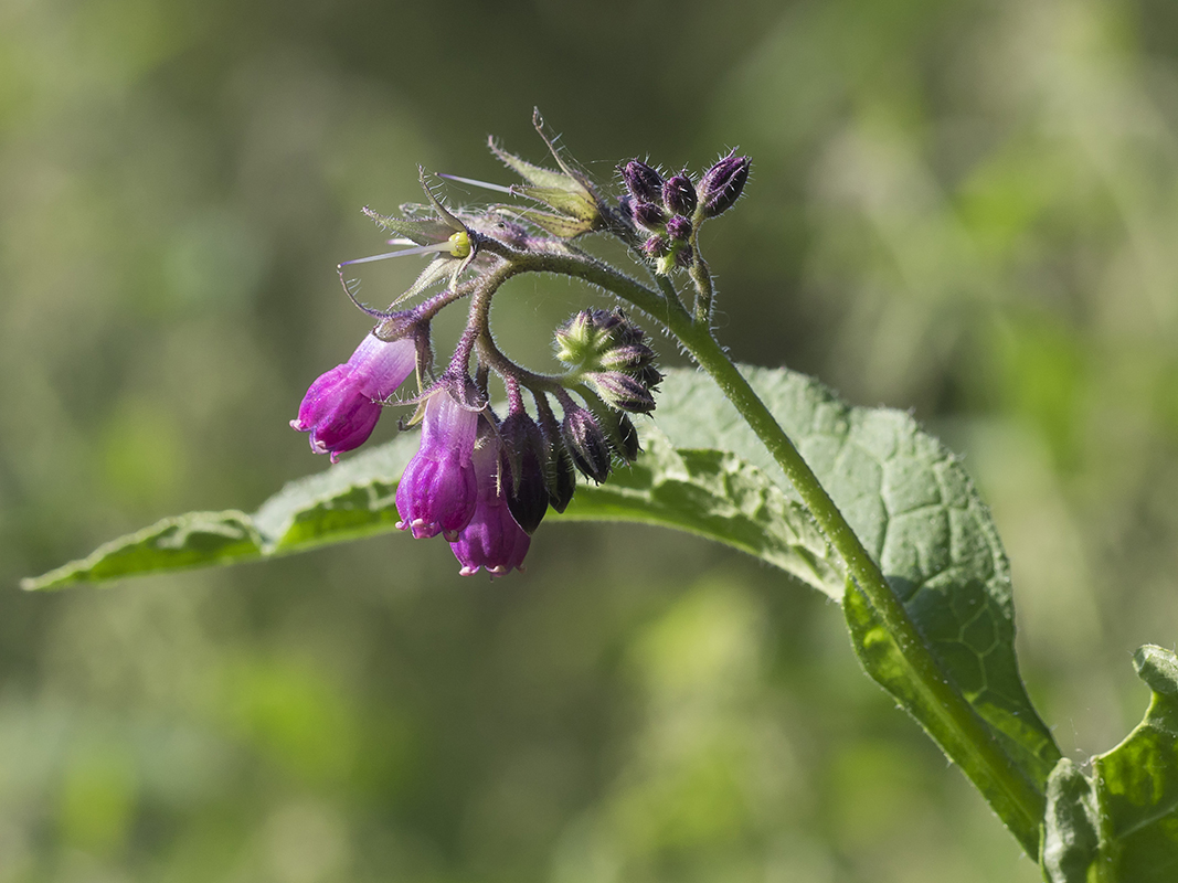 Изображение особи Symphytum officinale.